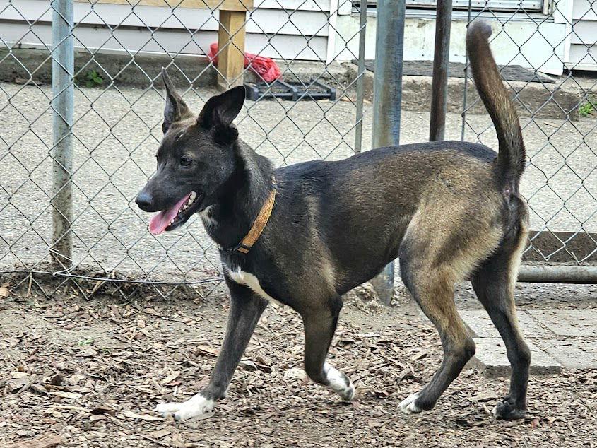 Enlarge Wendy, a Adoptable Feist in Ringwood, NJ image 3/3