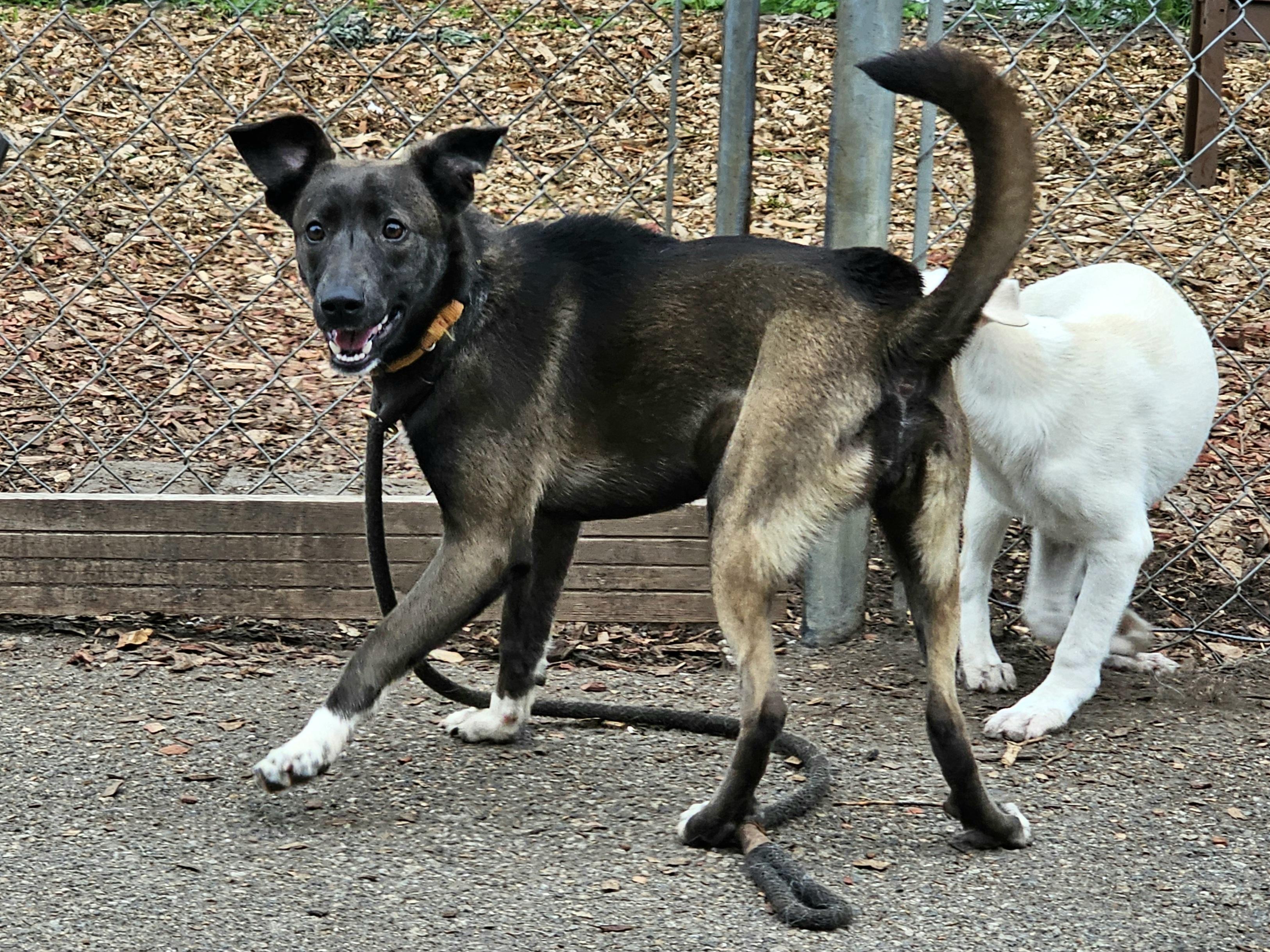 Enlarge Wendy, a Adoptable Feist in Ringwood, NJ image 4/6