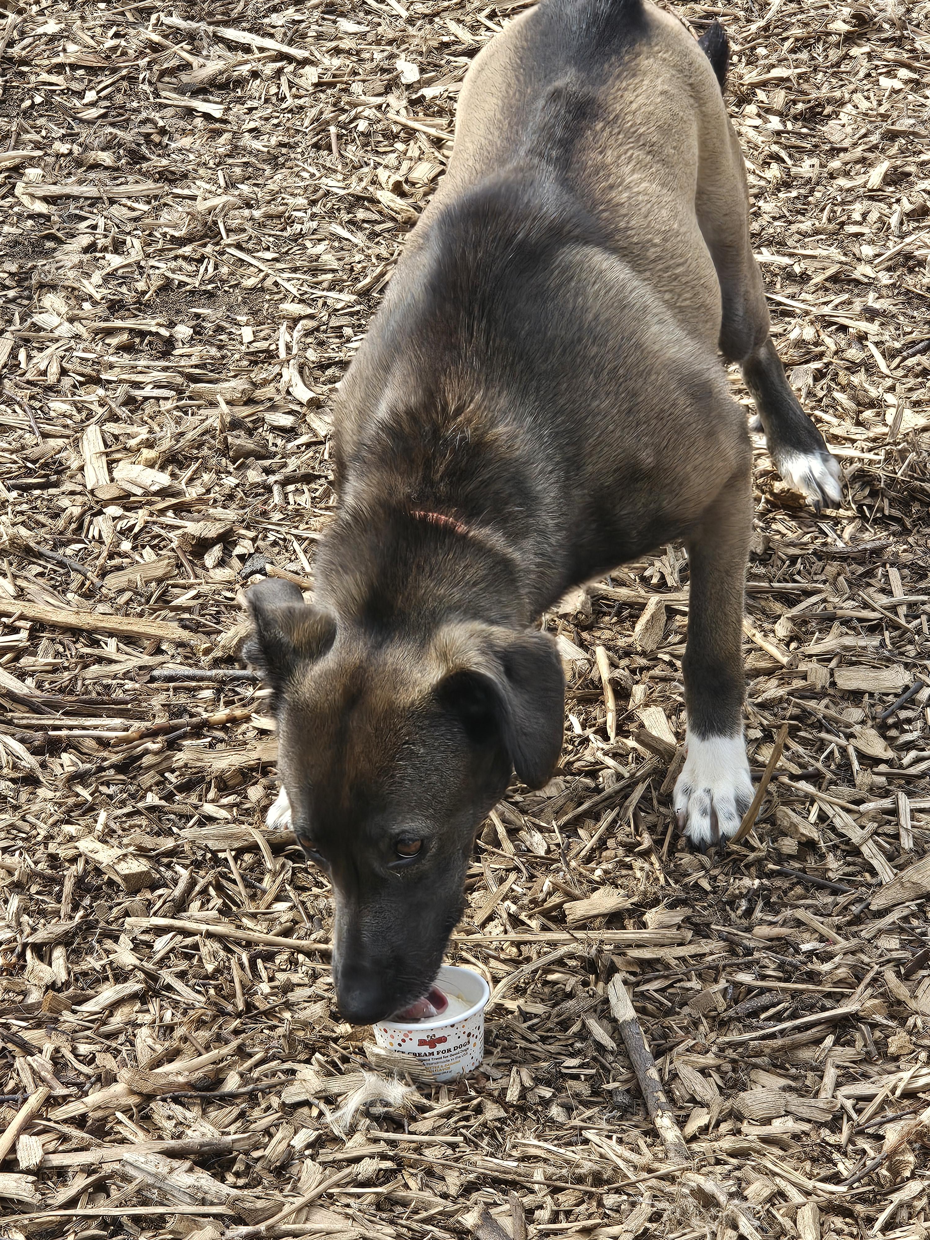 Enlarge Wendy, a Adoptable Feist in Ringwood, NJ image 6/6