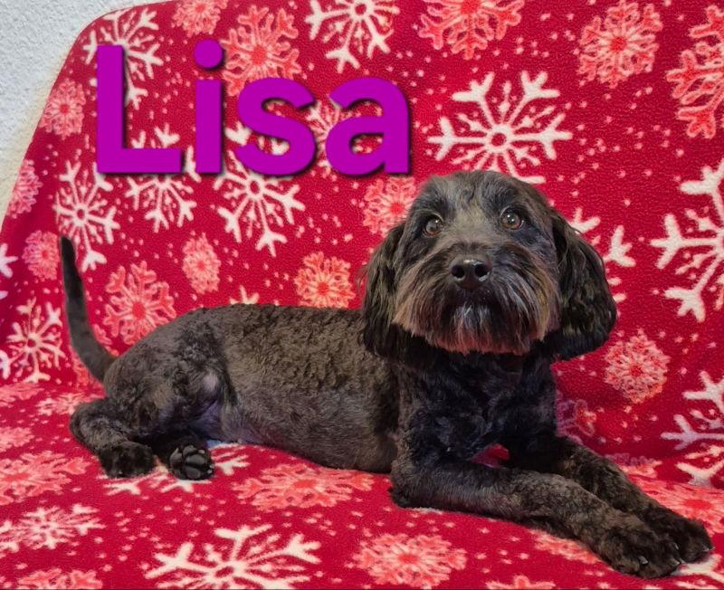 Lisa, Adopted, Adult Female Schnauzer & Poodle.