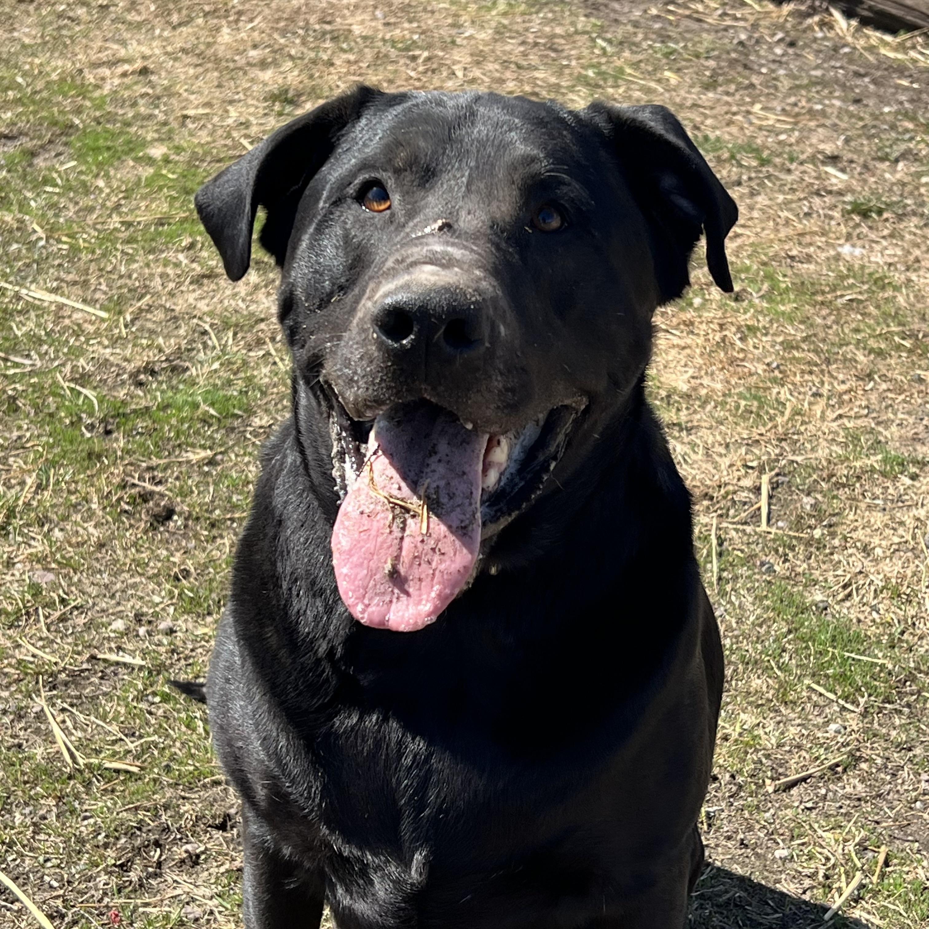 Moose, a ADOPTABLE mixed breed in Fairmont, MN image 3/6