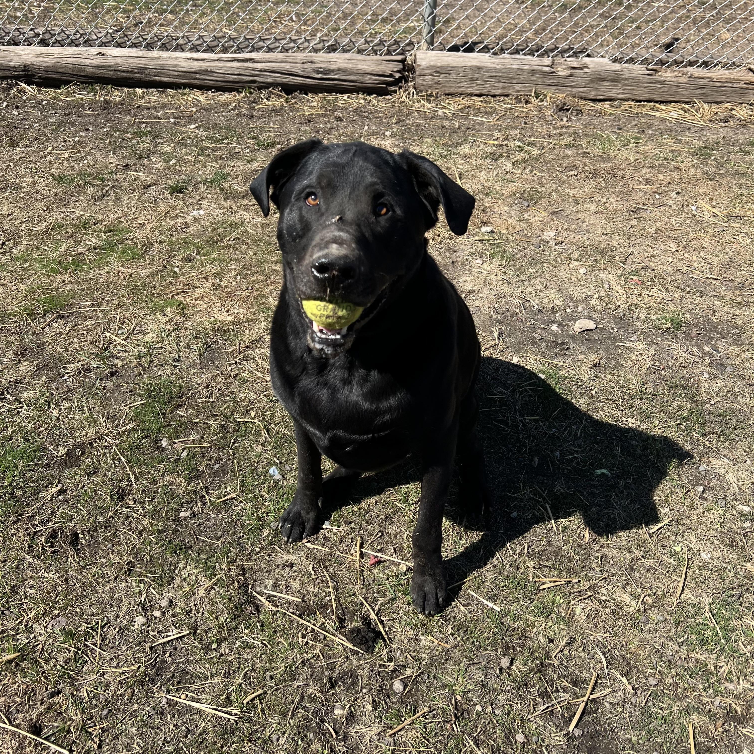 Moose, a ADOPTABLE mixed breed in Fairmont, MN image 6/6