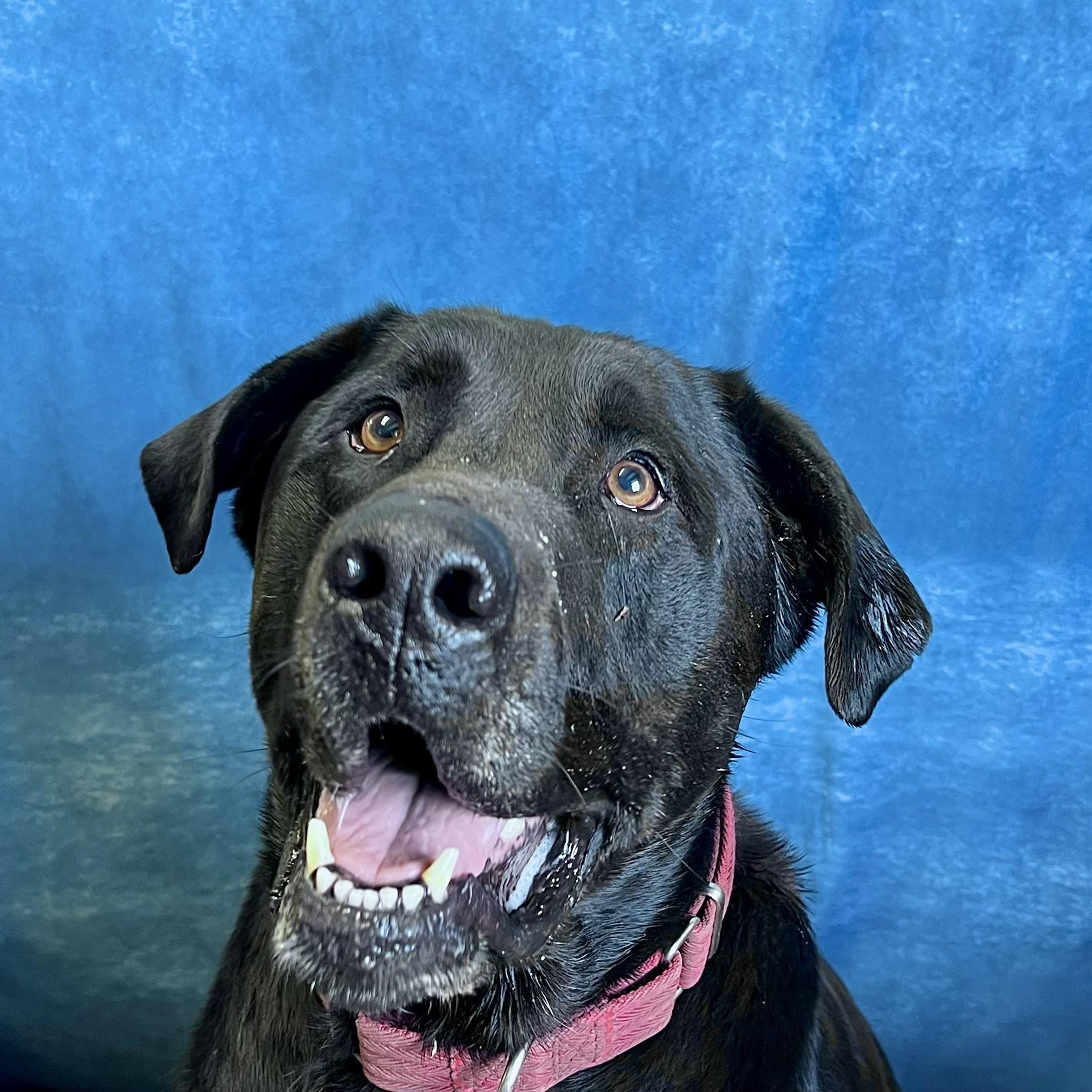 Moose - NO FEE (Sponsored by Hawkins Chevrolet), ADOPTABLE, Adult Male Black Labrador Retriever.