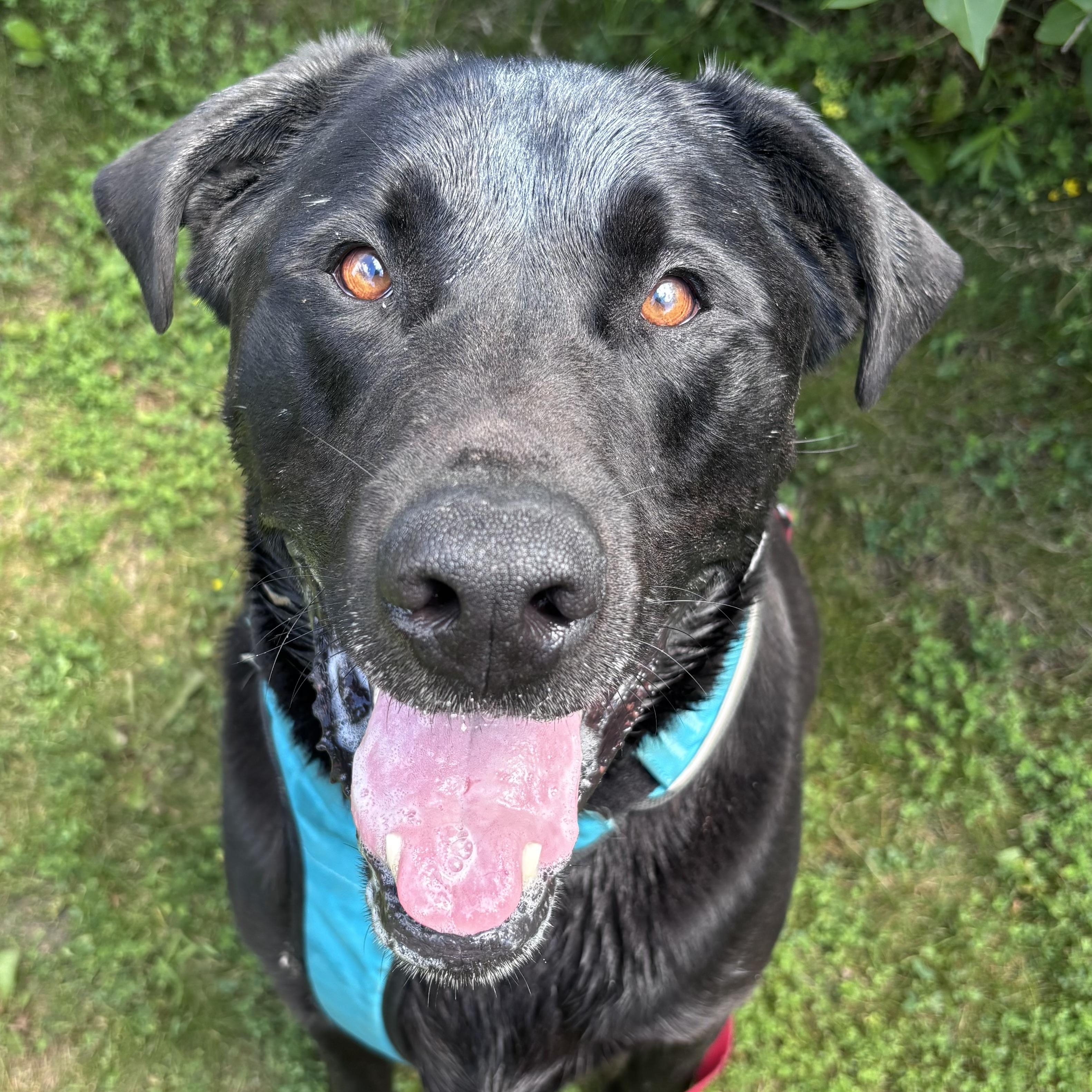 Moose, a ADOPTABLE mixed breed in Fairmont, MN image 1/6