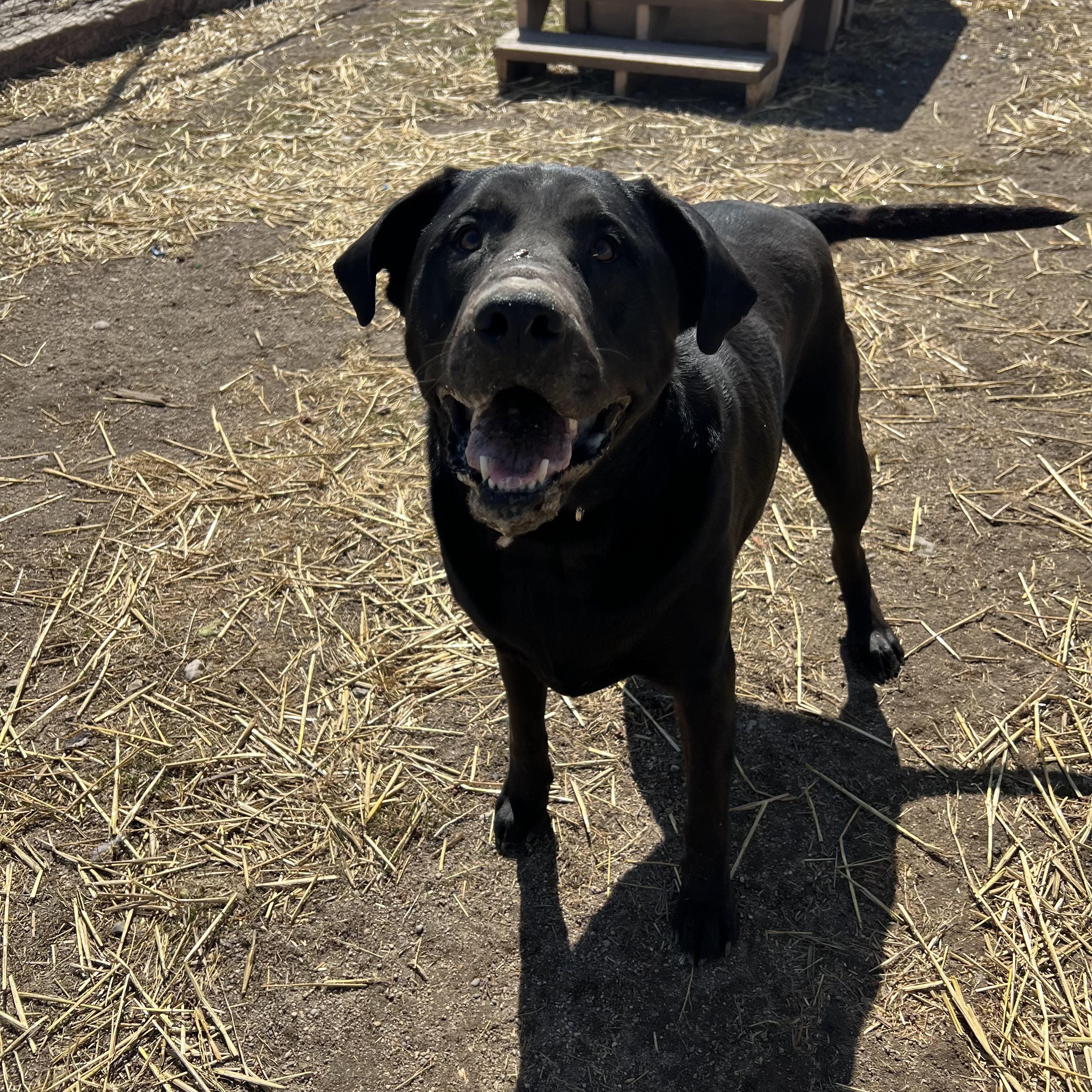 Moose, a ADOPTABLE mixed breed in Fairmont, MN image 2/6