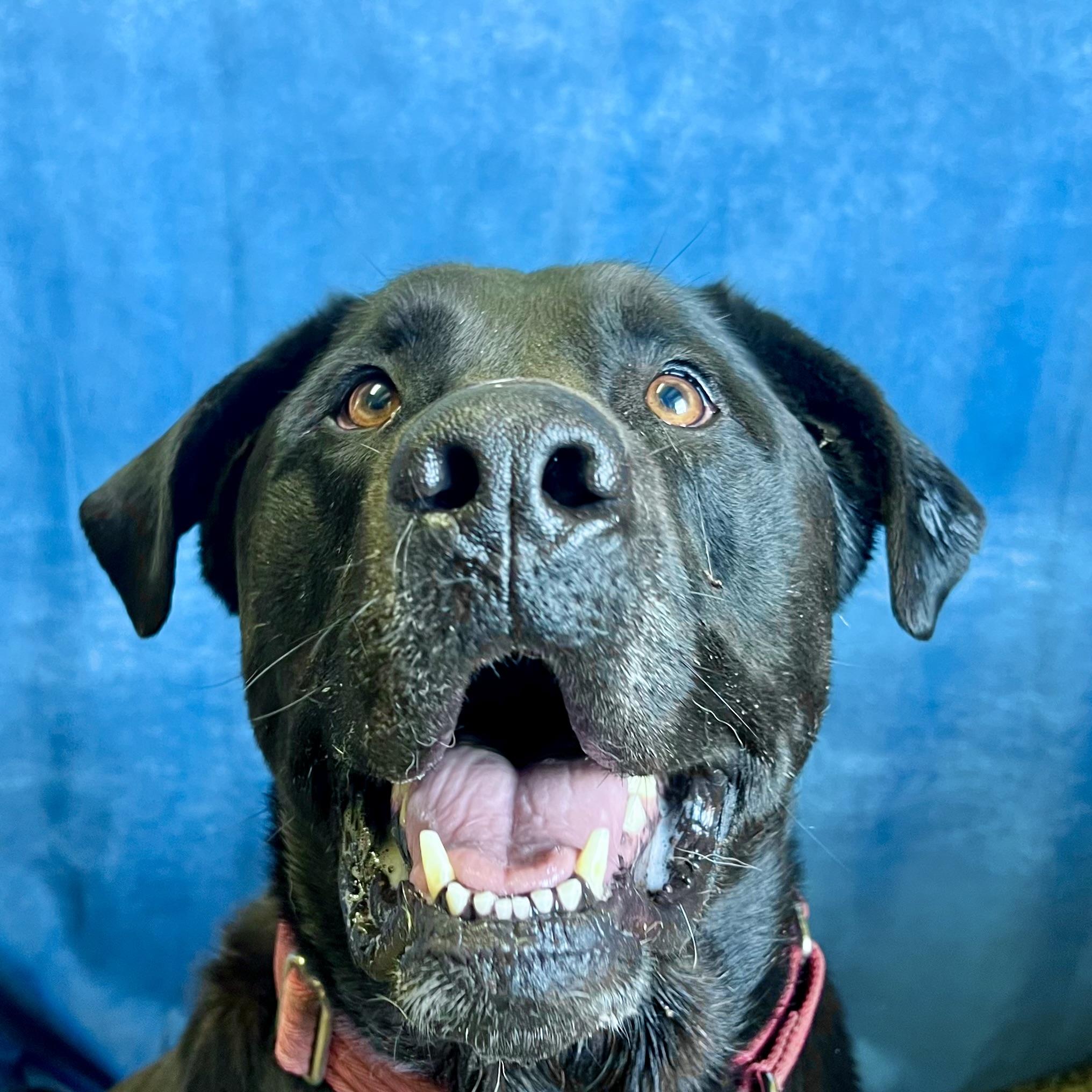 Enlarge Moose - NO FEE (Sponsored by Hawkins Chevrolet), a ADOPTABLE mixed breed in Fairmont, MN image 3/6