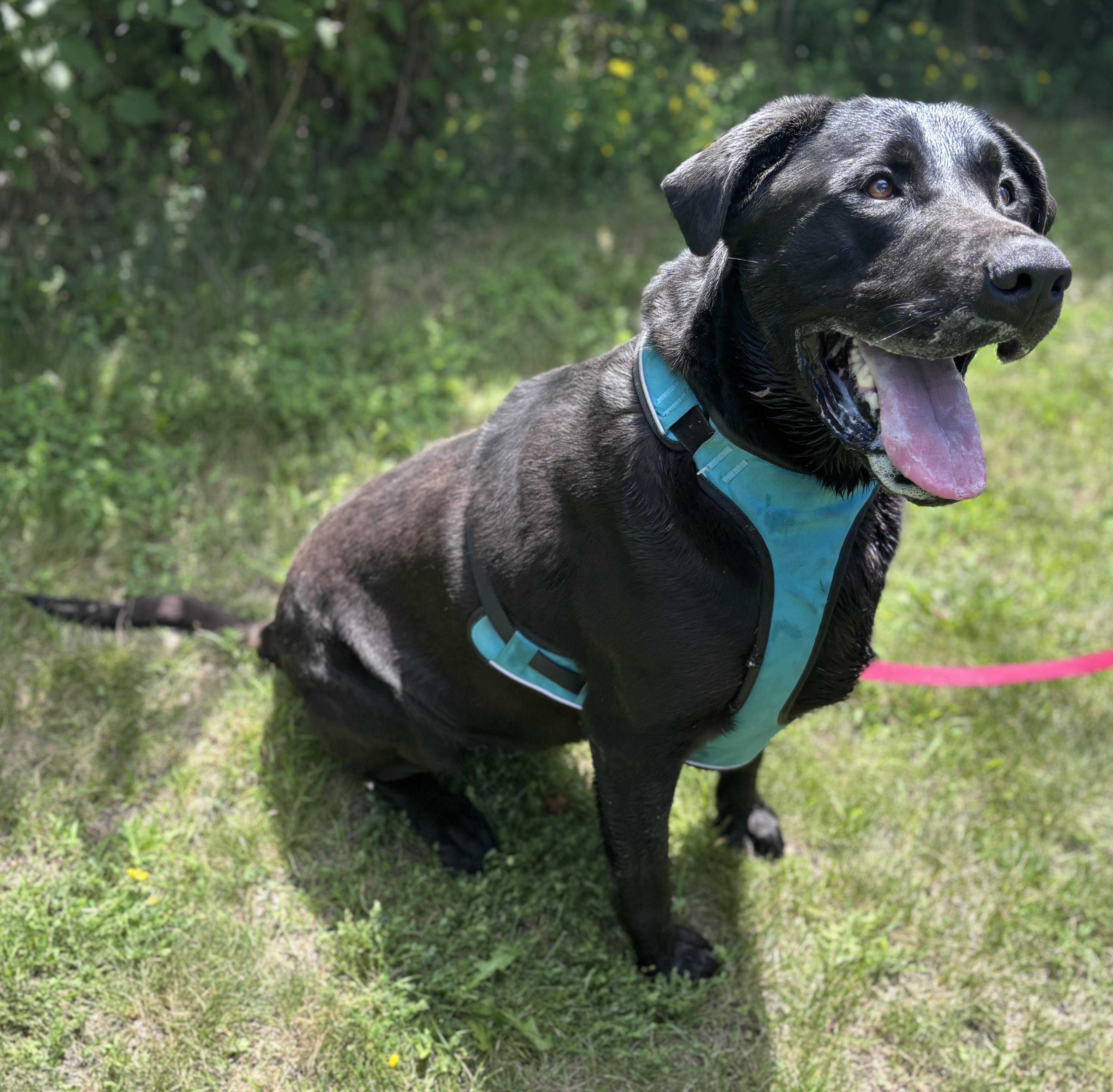 Moose, a ADOPTABLE mixed breed in Fairmont, MN image 6/6