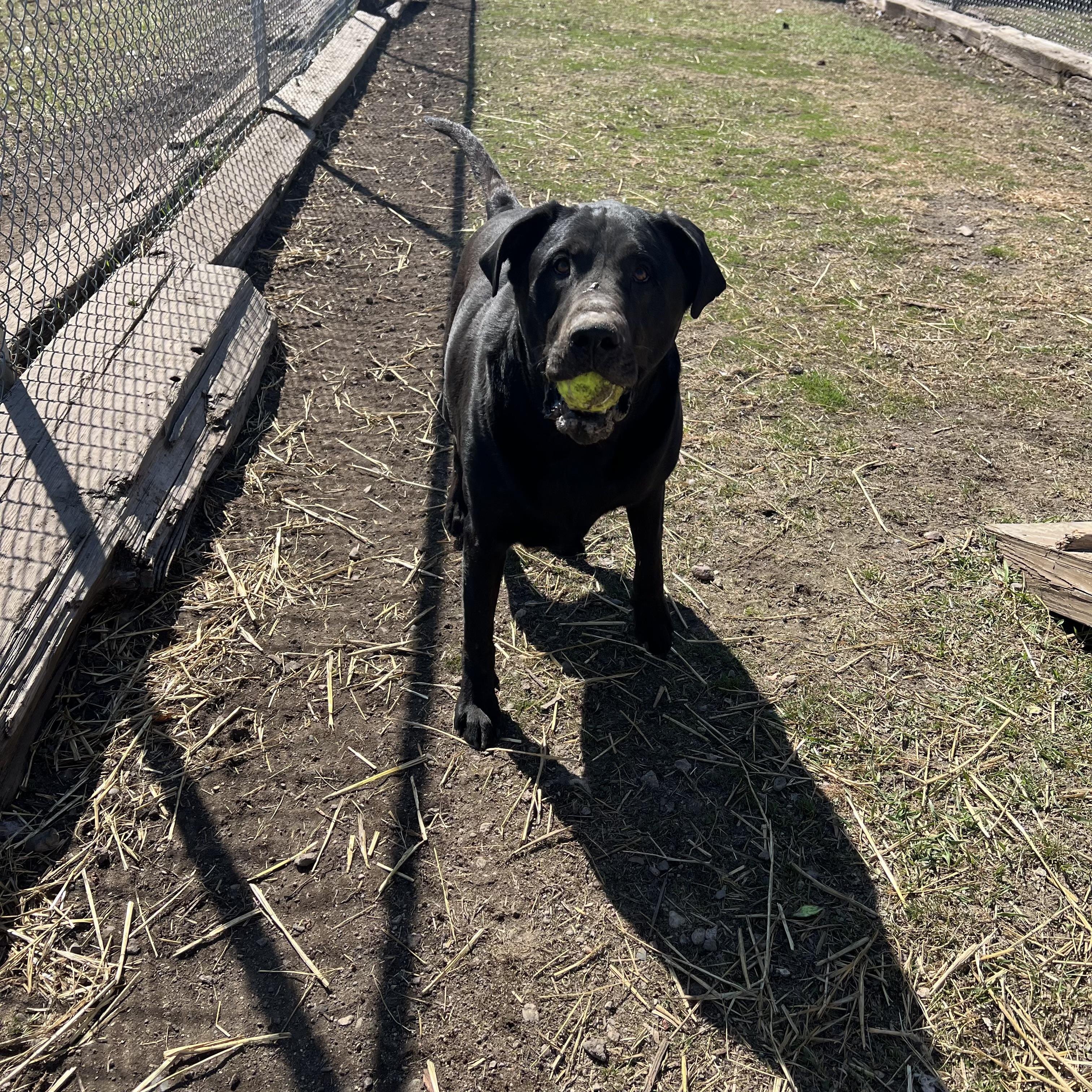 Moose, a ADOPTABLE mixed breed in Fairmont, MN image 4/6