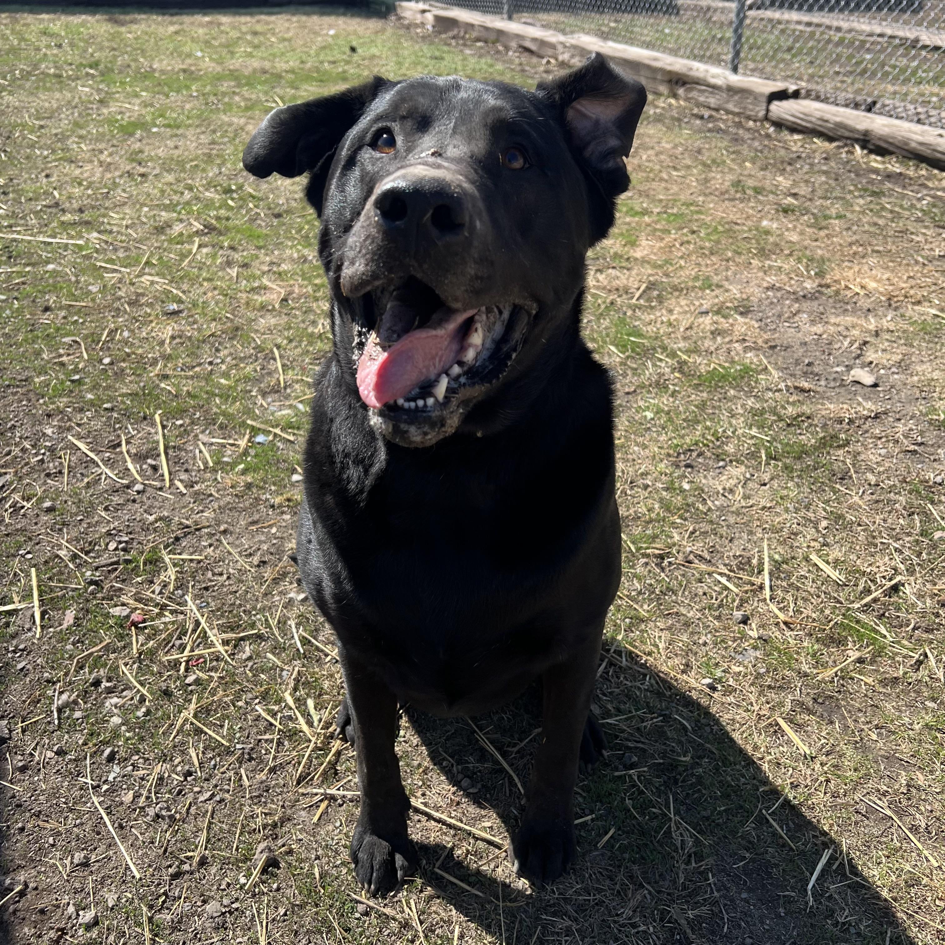 Moose, a ADOPTABLE mixed breed in Fairmont, MN image 5/6
