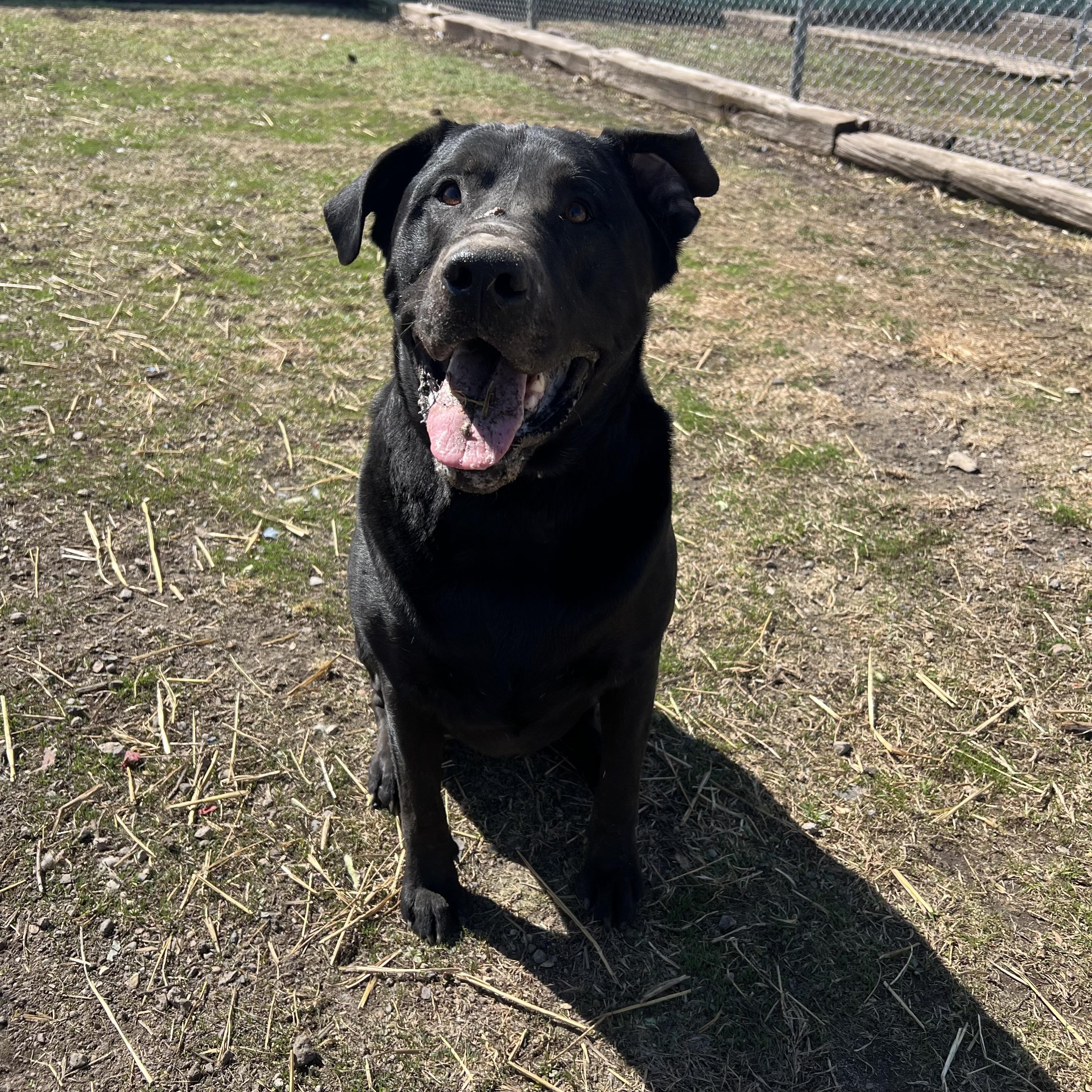 Moose, ADOPTABLE, Adult Male Black Labrador Retriever.