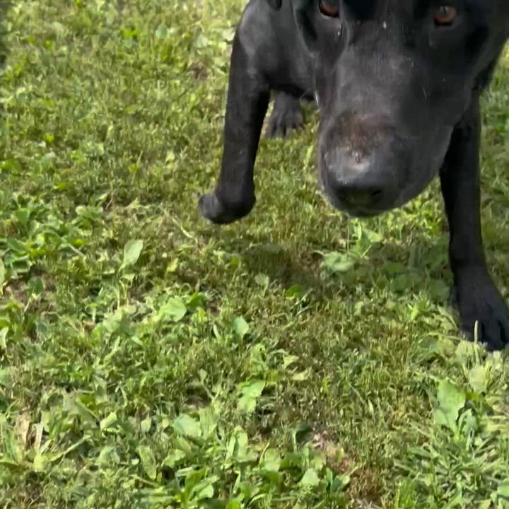 Enlarge Moose, a ADOPTABLE mixed breed in Fairmont, MN video 2/6