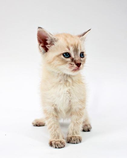 Enlarge Ashton, a Adoptable mixed breed in Morton Grove, IL image 1/1