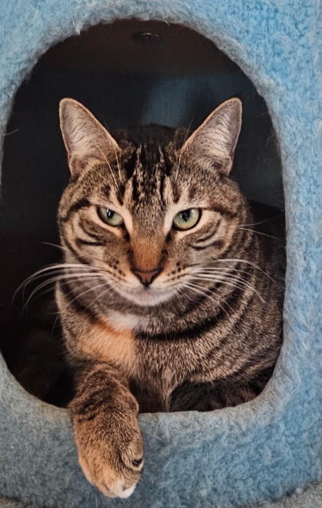 June, a Adoptable mixed breed in Marianna, FL image 2/2