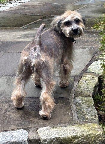 Enlarge Zara, a Adoptable Havanese in Bedford Hills, NY image 1/6