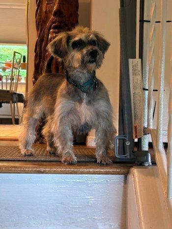 Enlarge Zara, a Adoptable Havanese in Bedford Hills, NY image 2/6