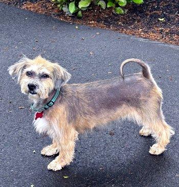 Enlarge Zara, a Adoptable Havanese in Bedford Hills, NY image 5/6