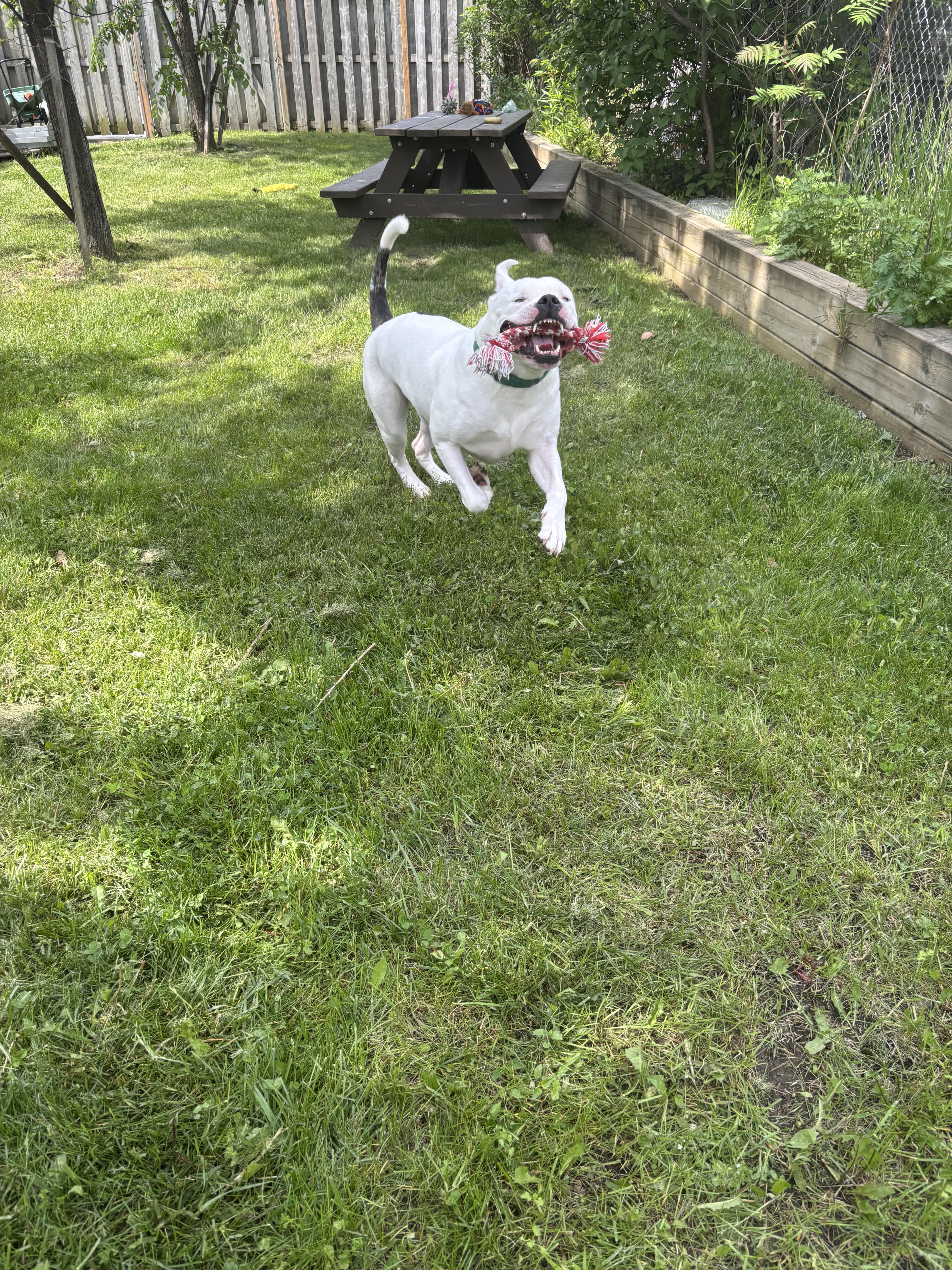 Chance, a Adoptable American Bulldog in Mississauga, ON image 2/6