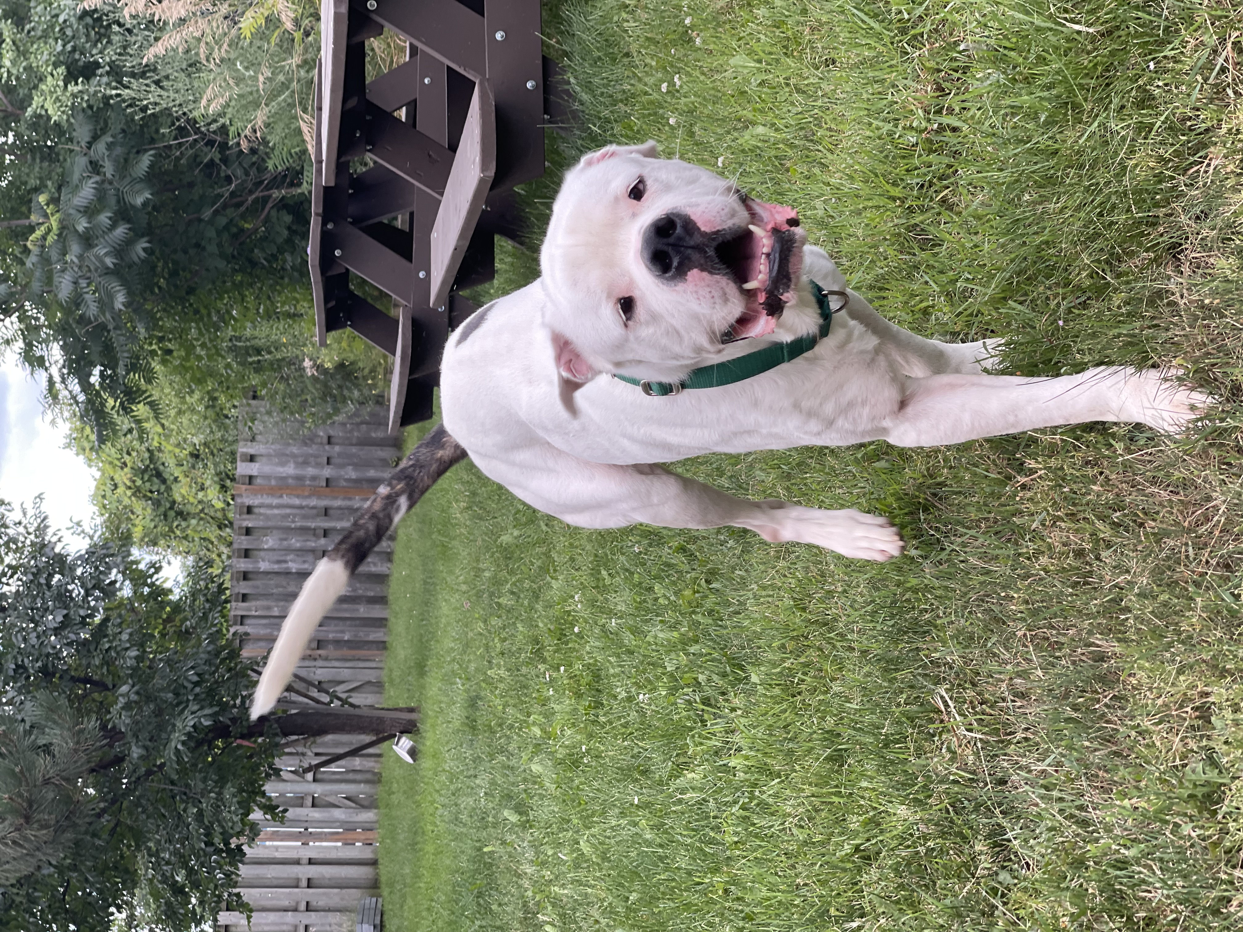 Chance, a Adoptable American Bulldog in Mississauga, ON image 4/6