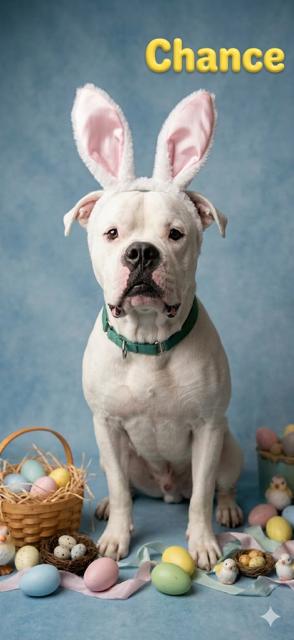Chance- Reduced adoption fee (cost of a license), Adoptable, Adult Male American Bulldog.