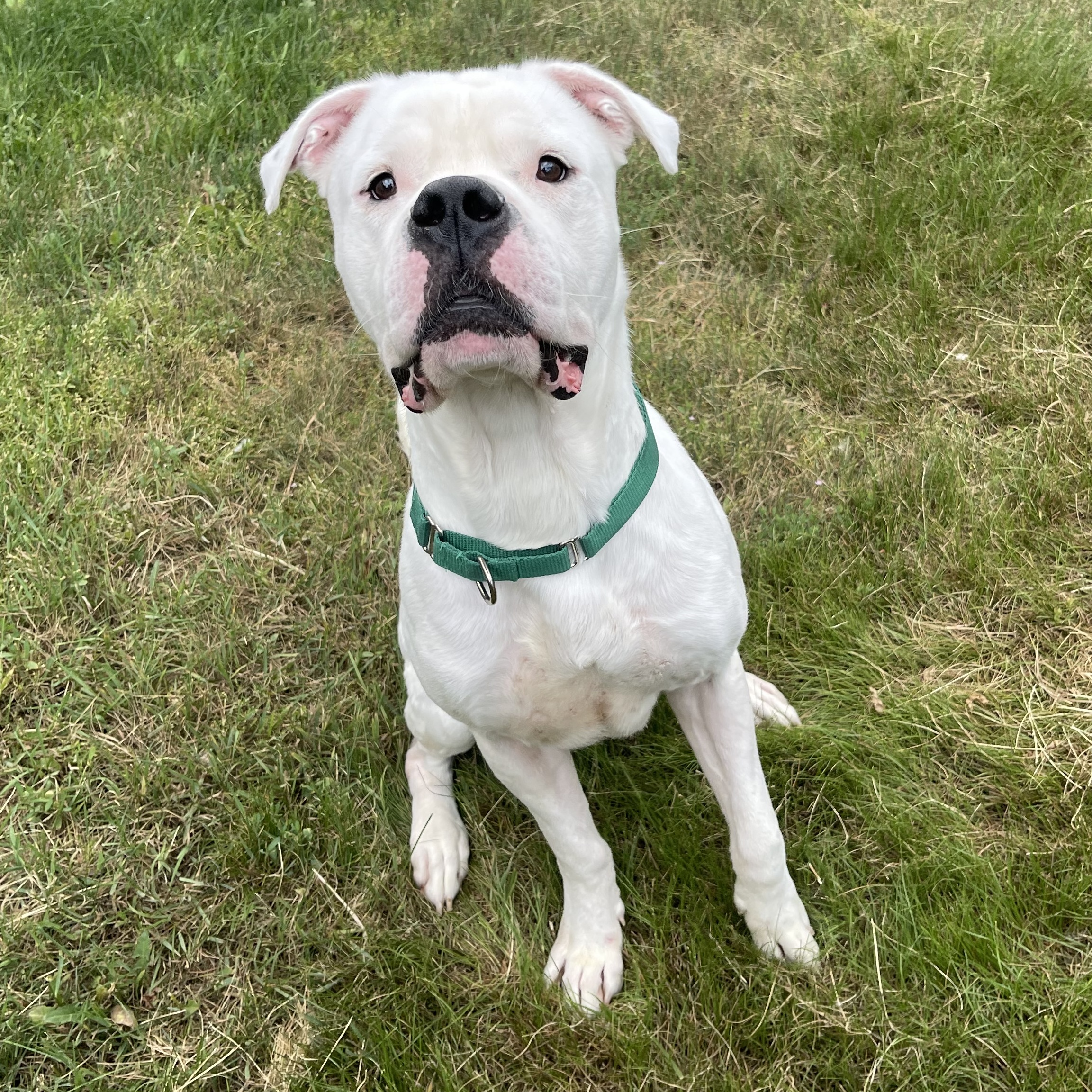 Chance, a Adoptable American Bulldog in Mississauga, ON image 3/6