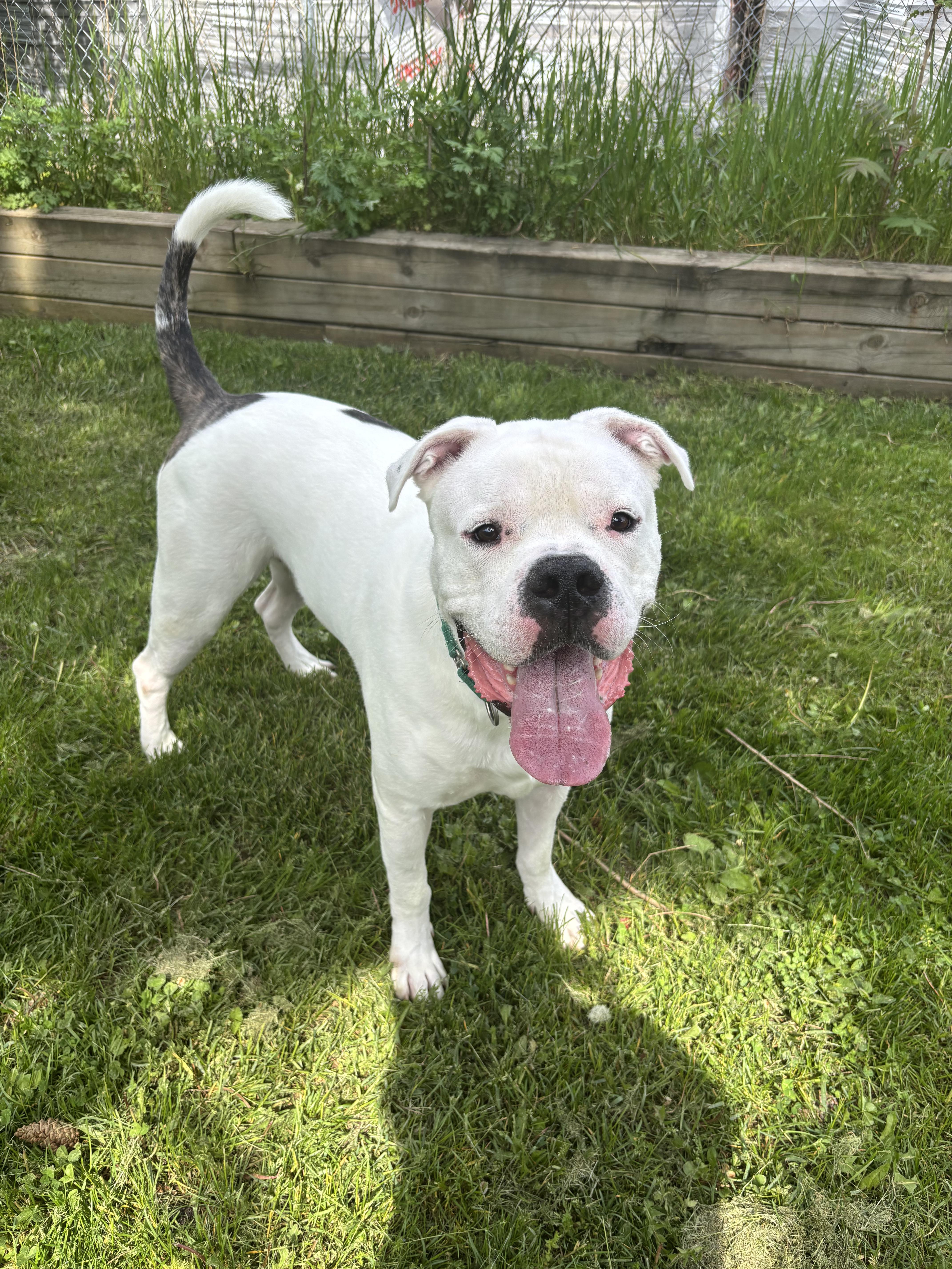 Chance, Adoptable, Adult Male American Bulldog.