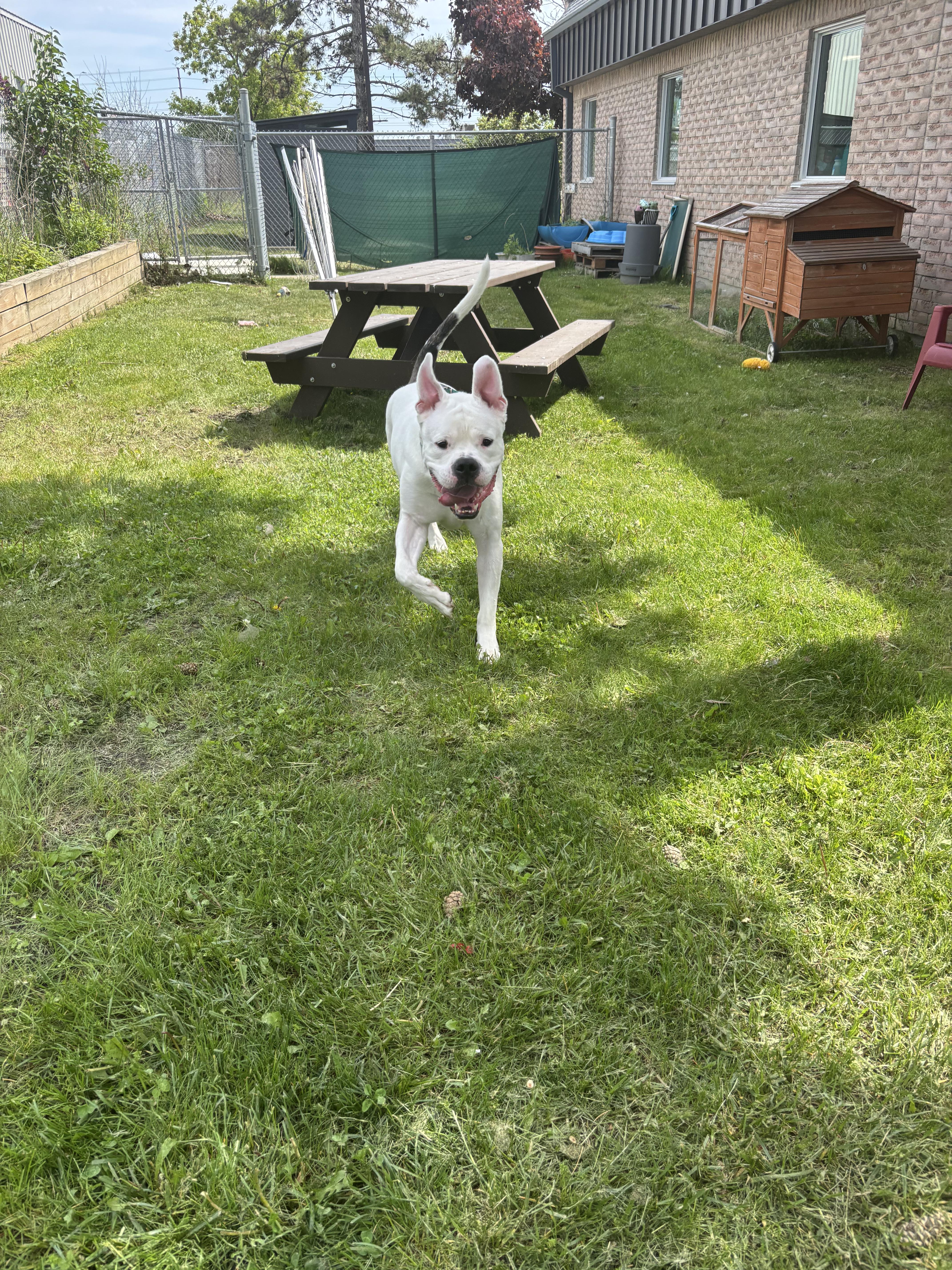 Chance, a Adoptable American Bulldog in Mississauga, ON image 6/6