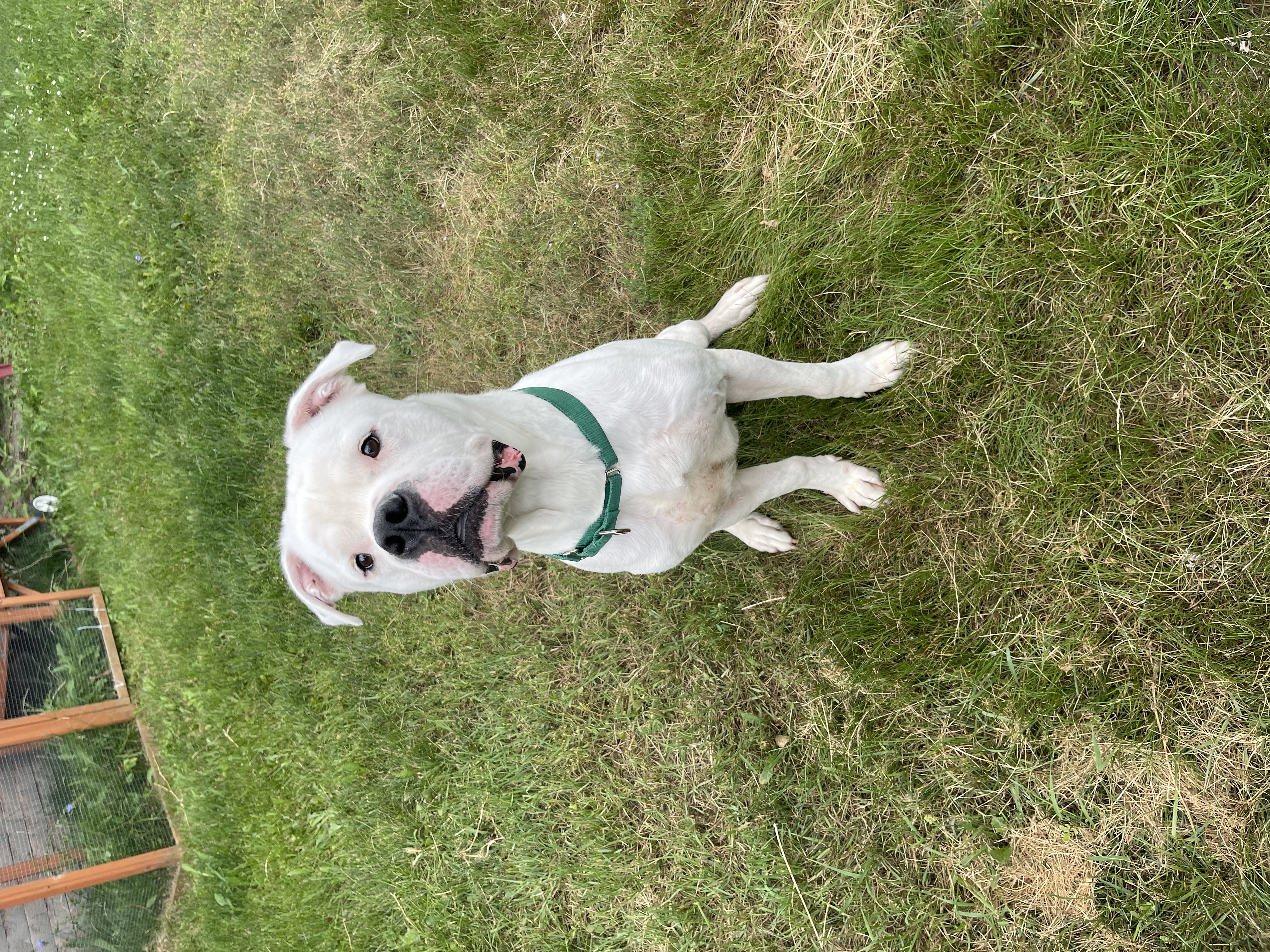 Chance, a Adoptable American Bulldog in Mississauga, ON image 5/6