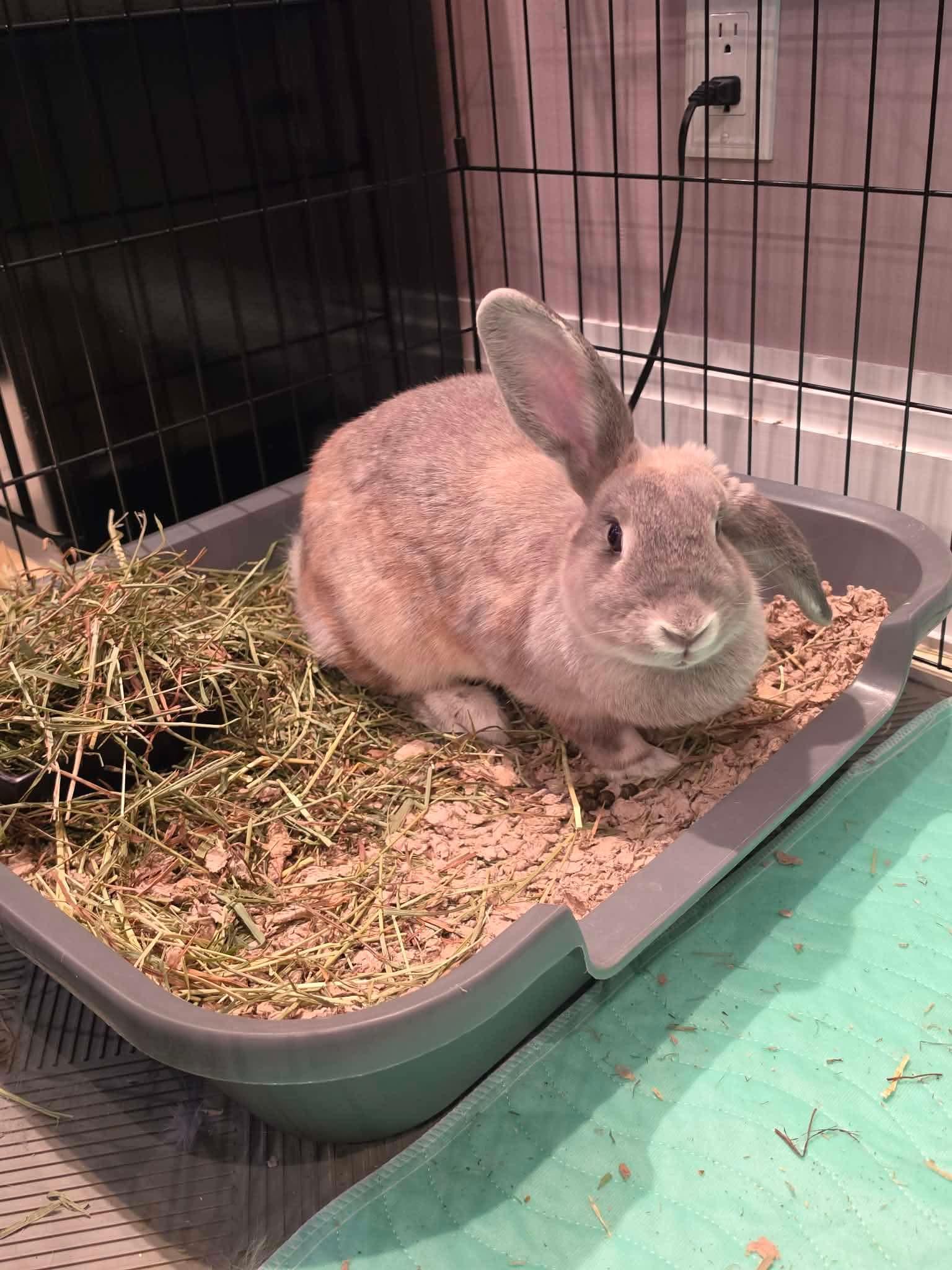 Enlarge Chai, a Adoptable Bunny Rabbit in Portland, ME image 6/6