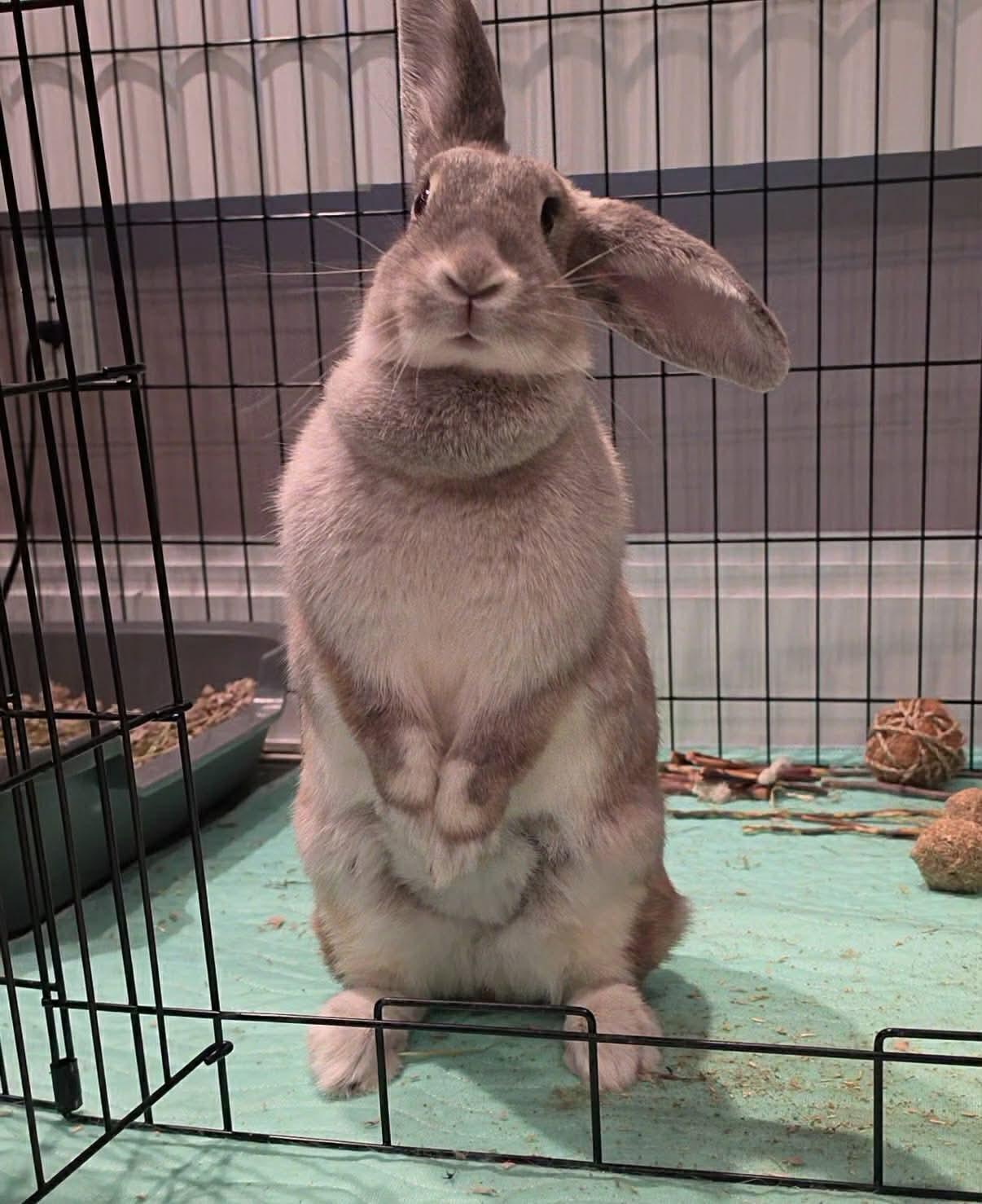 Chai, Adoptable, Young Female Bunny Rabbit.