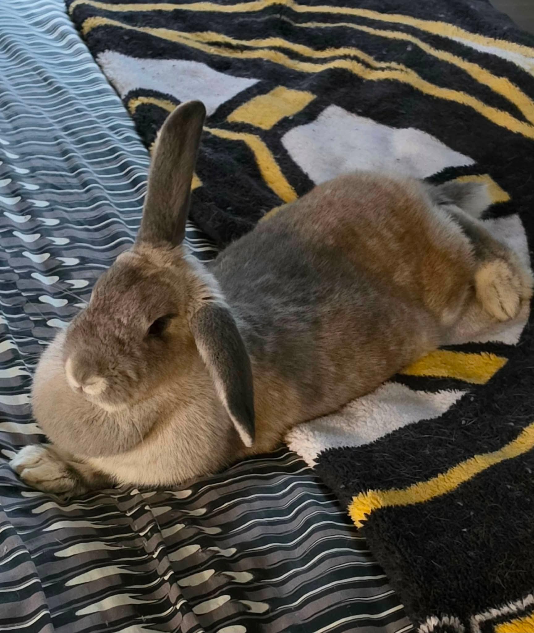Enlarge Chai, a Adoptable Bunny Rabbit in Portland, ME image 4/6