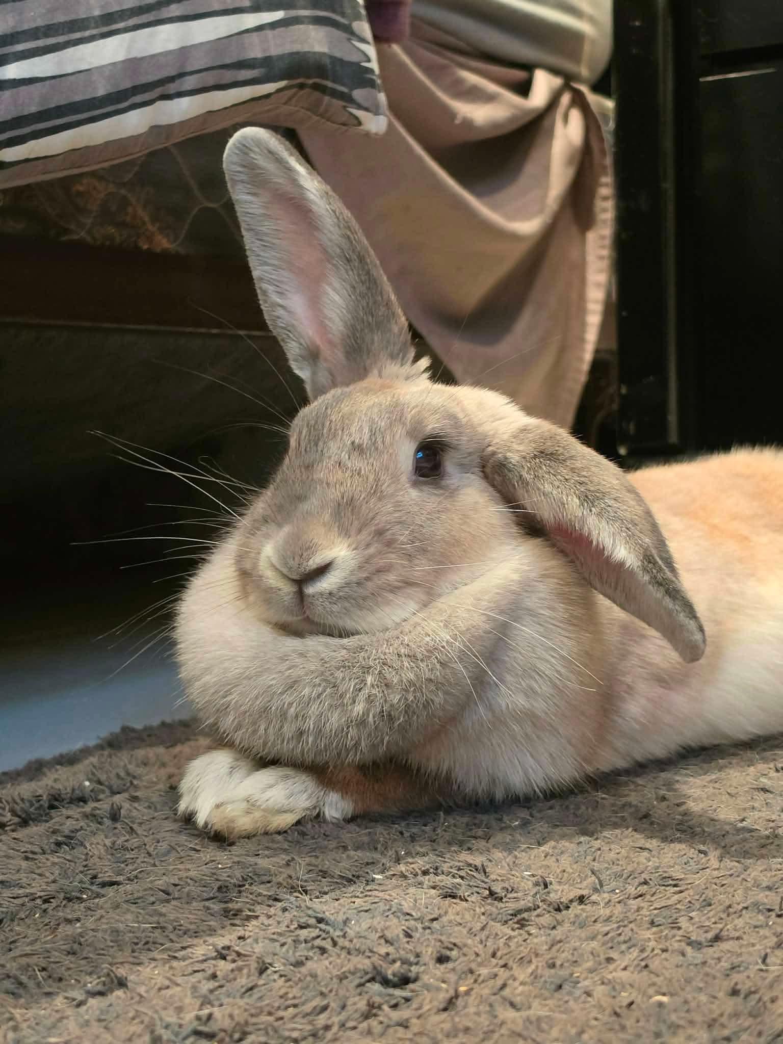 Enlarge Chai, a Adoptable Bunny Rabbit in Portland, ME image 2/6