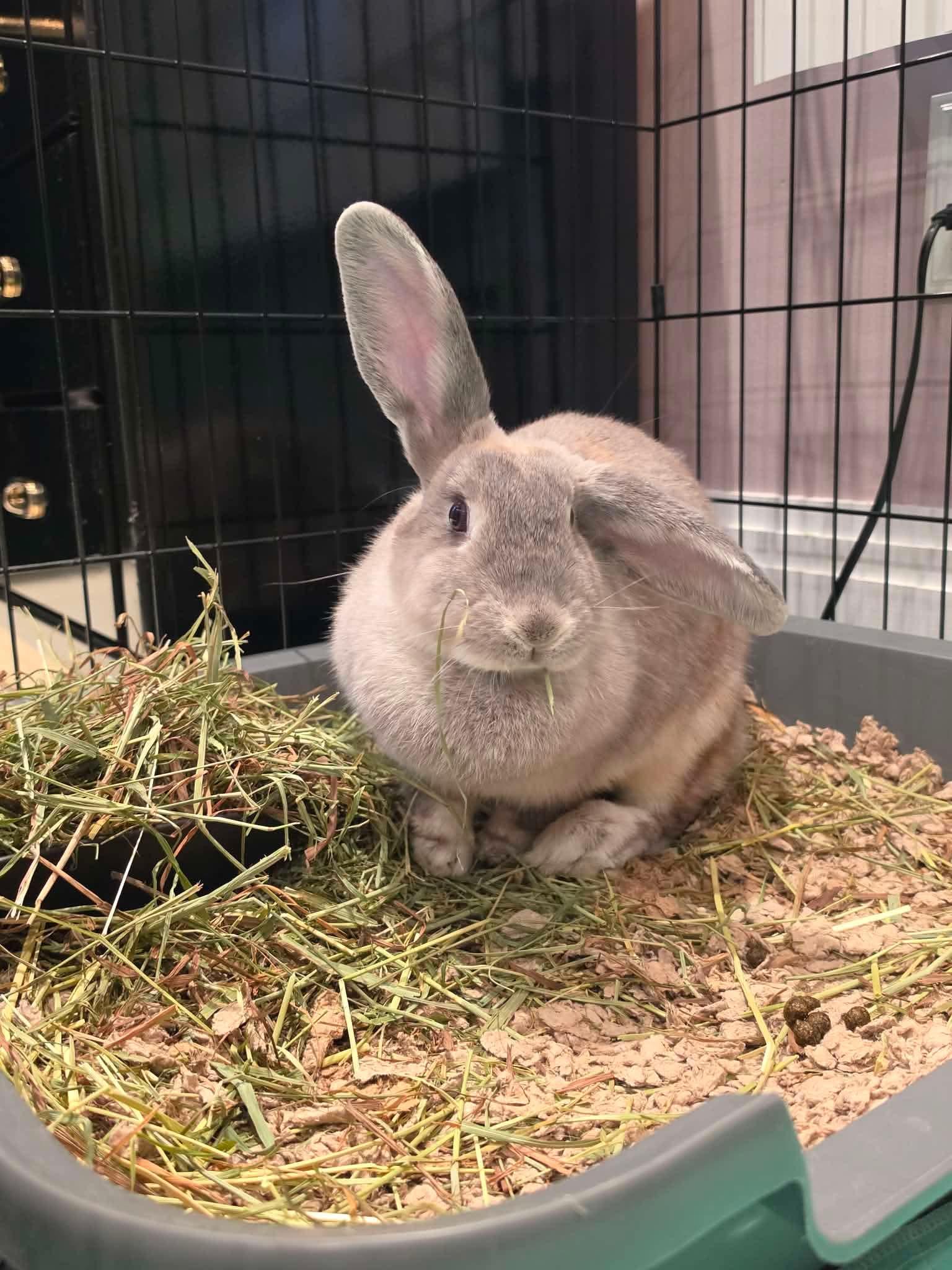 Enlarge Chai, a Adoptable Bunny Rabbit in Portland, ME image 3/6