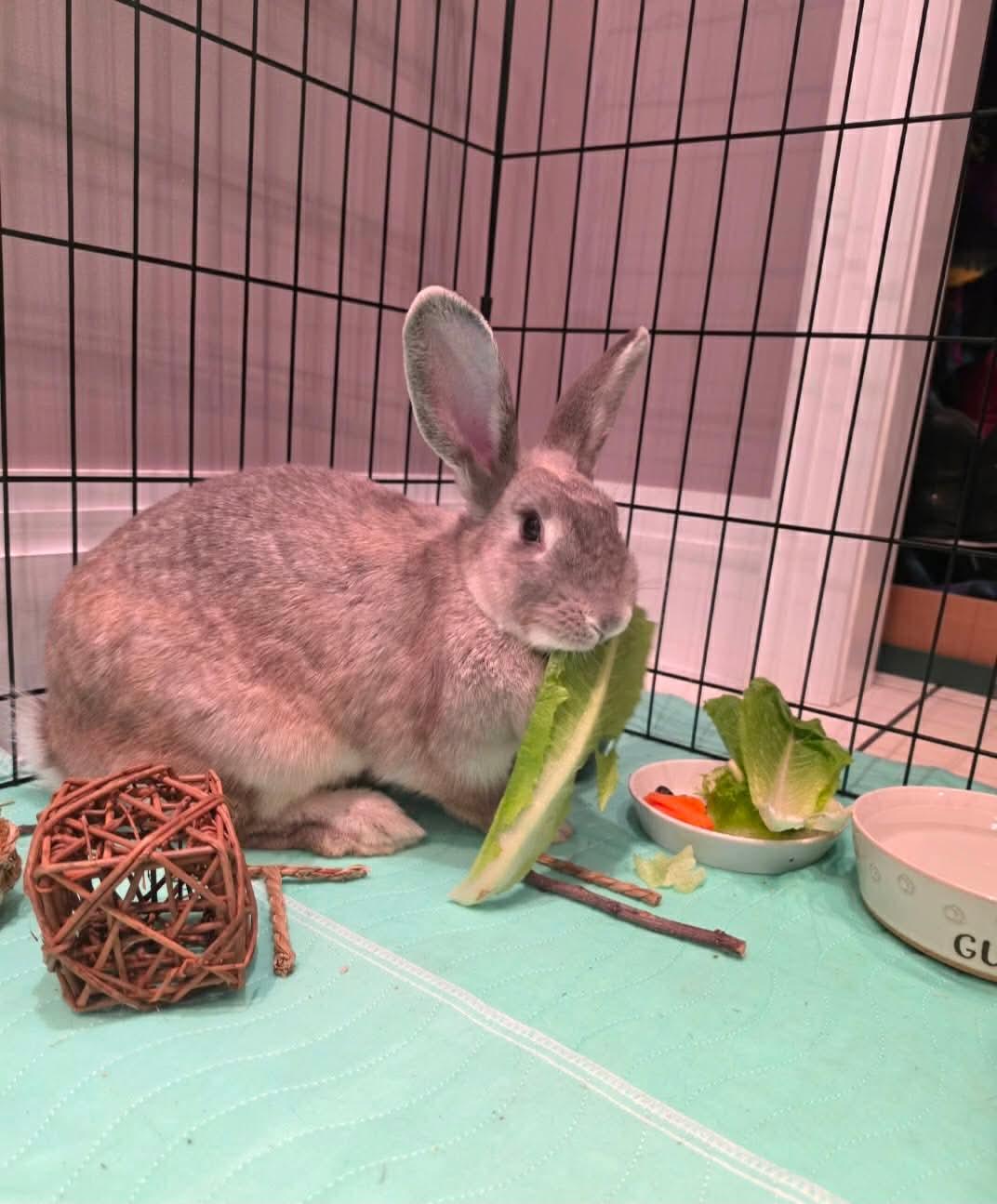 Enlarge Chai, a Adoptable Bunny Rabbit in Portland, ME image 5/6
