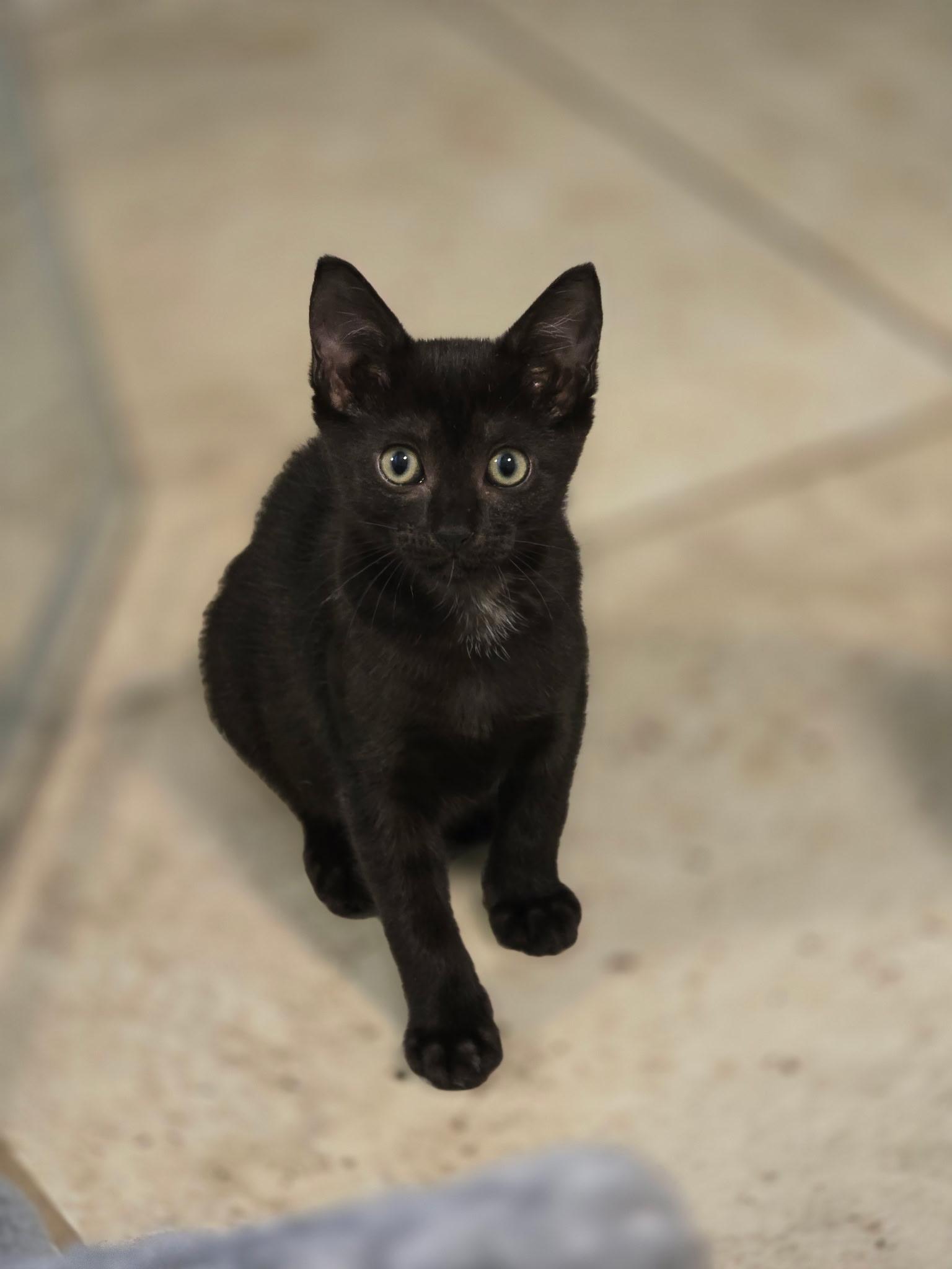 Enlarge Alley, a Adoptable mixed breed in Montpelier, VT image 6/6
