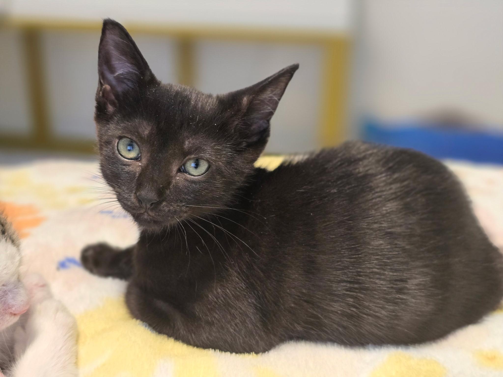 Enlarge Alley, a Adoptable mixed breed in Montpelier, VT image 3/6