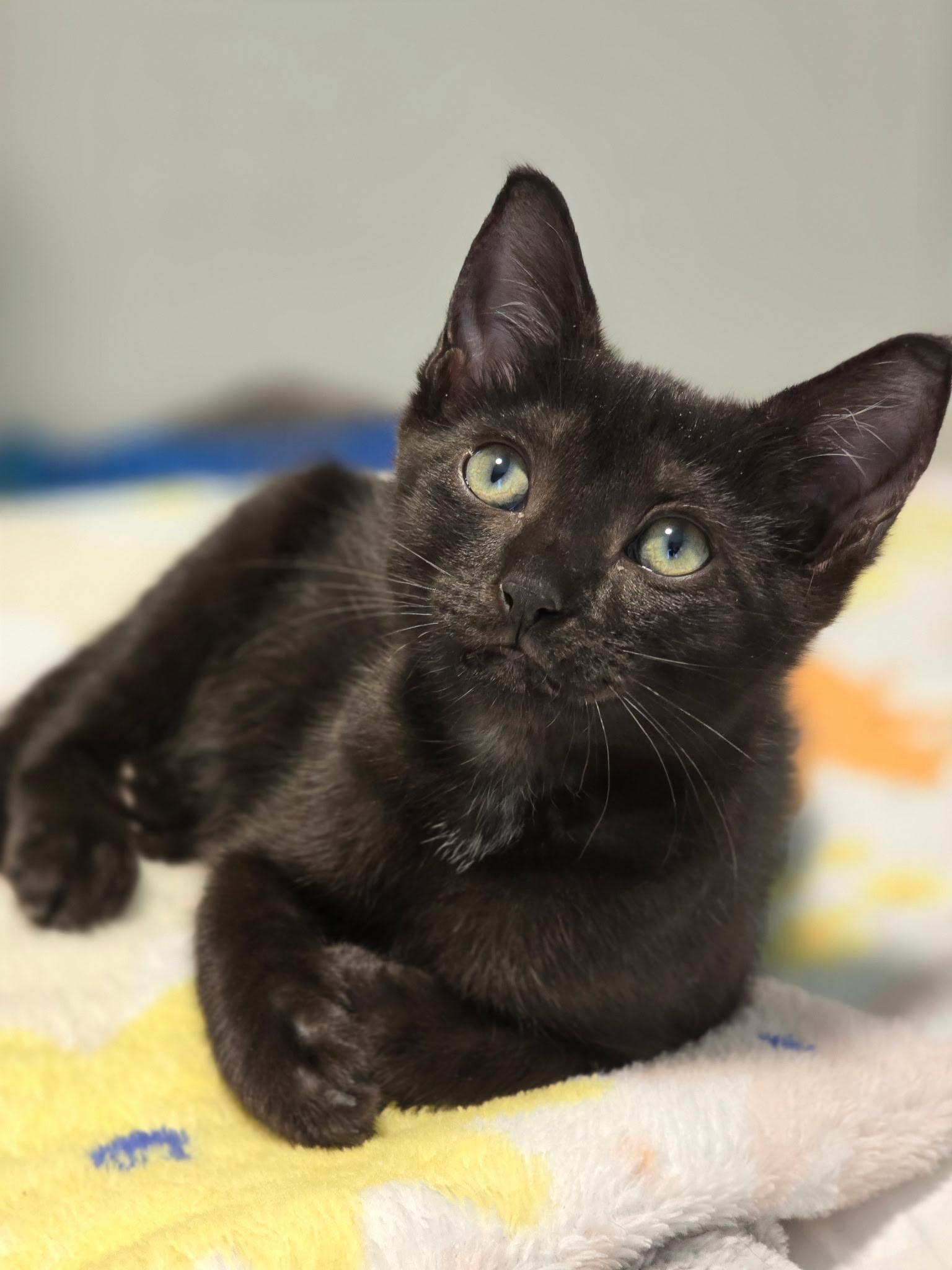 Alley, Adoptable, Kitten Female Bombay & Domestic Short Hair.