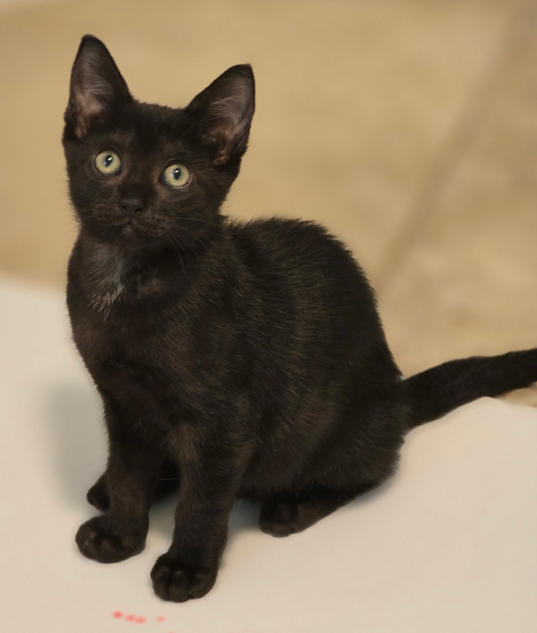 Enlarge Alley, a Adoptable mixed breed in Montpelier, VT image 2/6