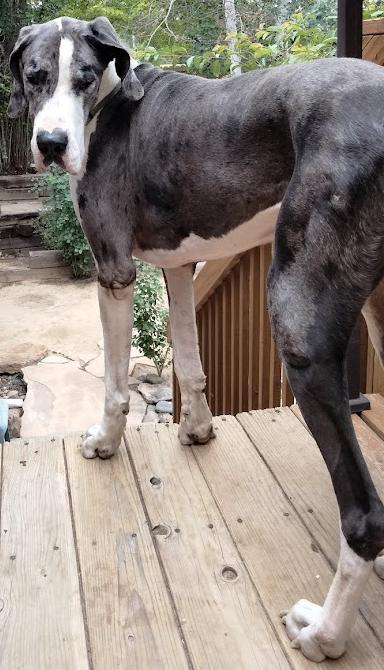 Enlarge Stanley, a Adoptable Great Dane in Larkspur, CO image 4/4