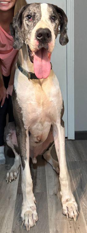 Stanley, Adoptable, Young Male Great Dane.