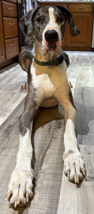 Enlarge Stanley, a Adoptable Great Dane in Larkspur, CO image 3/4