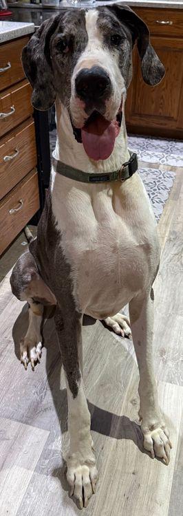 Enlarge Stanley, a Adoptable Great Dane in Larkspur, CO image 2/4