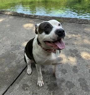 Enlarge Primrose, a Adoptable Pit Bull Terrier in Kansas City, MO image 5/6