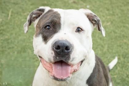 Primrose, ADOPTABLE, Adult Female Pit Bull Terrier.
