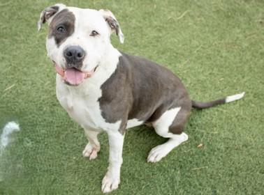 Enlarge Primrose, a Adoptable Pit Bull Terrier in Kansas City, MO image 6/6