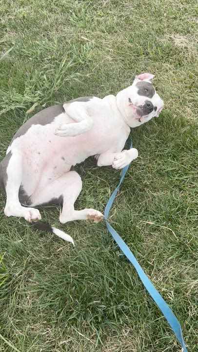 Enlarge Primrose, a Adoptable Pit Bull Terrier in Kansas City, MO video 2/6