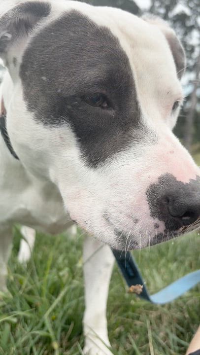 Enlarge Primrose, a Adoptable Pit Bull Terrier in Kansas City, MO video 3/6