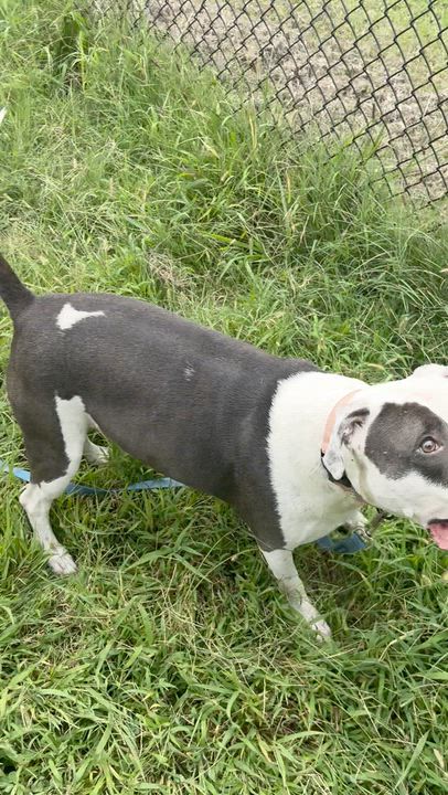 Enlarge Primrose, a Adoptable Pit Bull Terrier in Kansas City, MO video 4/6