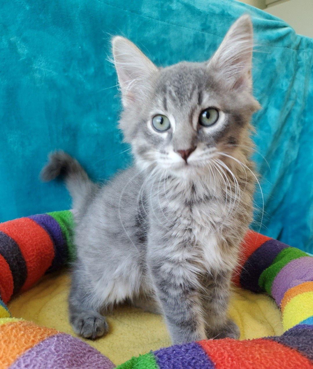 Arthur, Adopted, Kitten Male Domestic Long Hair.