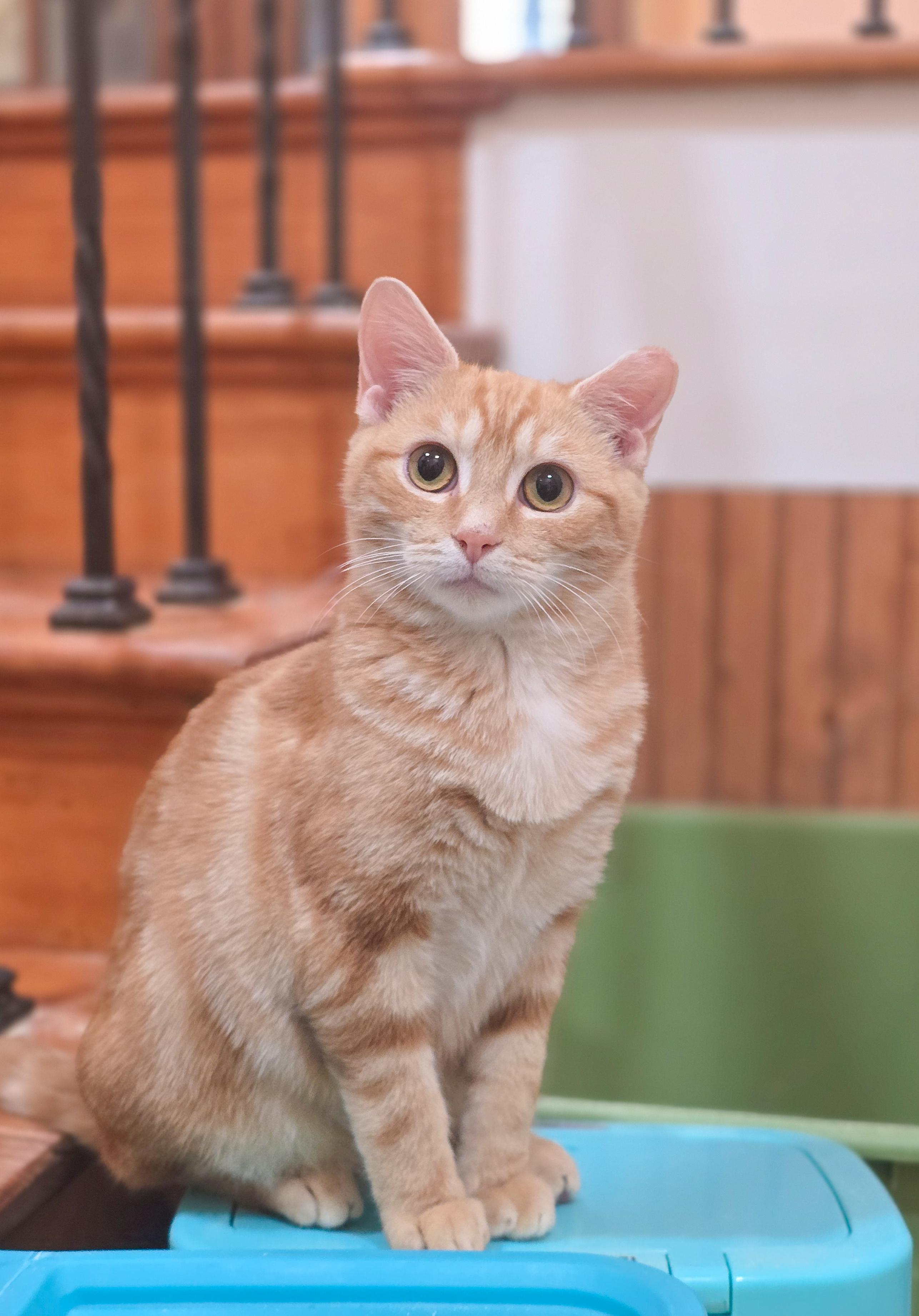 Fireball, Adoptable, Kitten Male Domestic Short Hair.