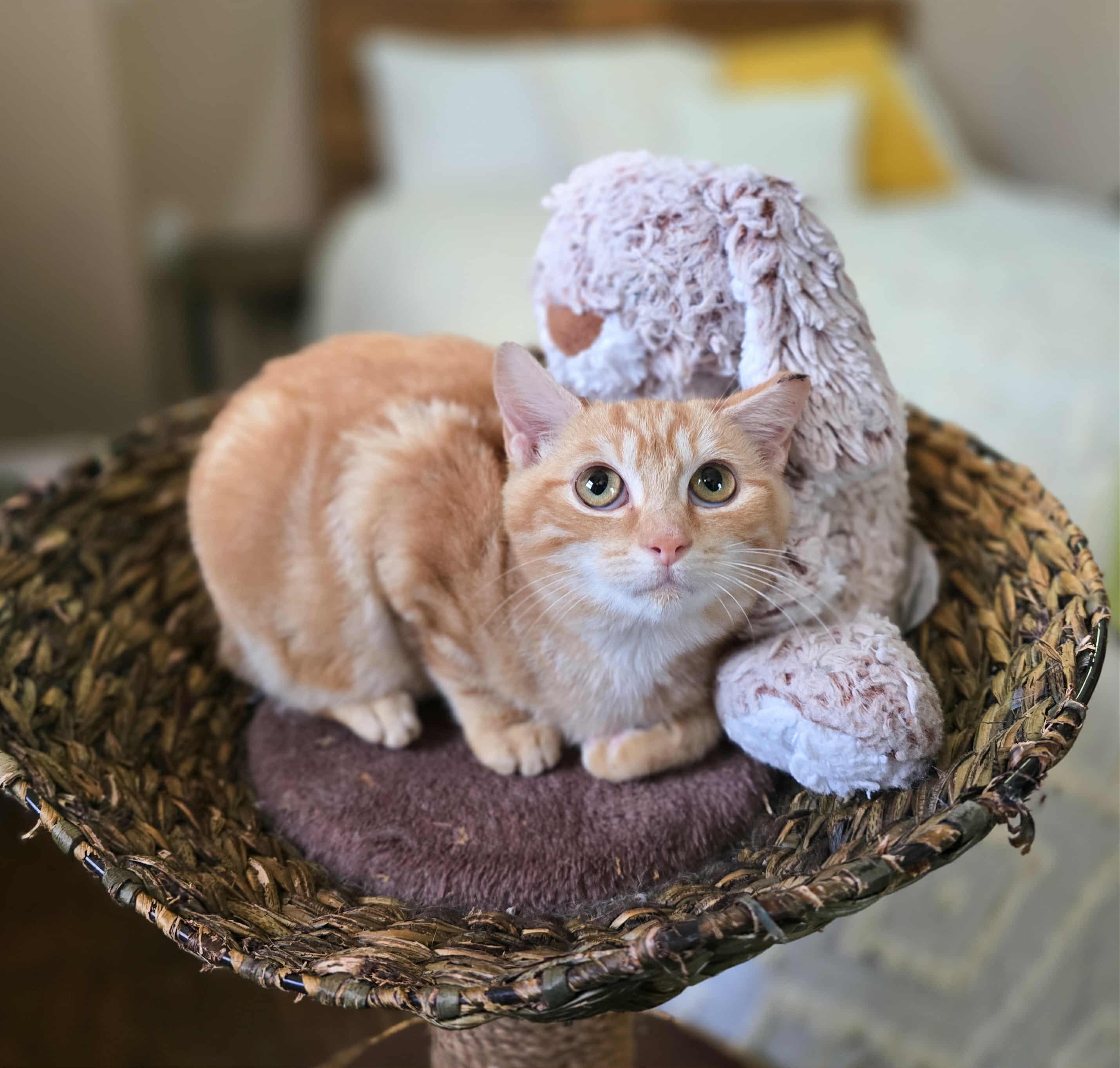 Fireball, a Adoptable Domestic Short Hair in Mullica Hill, NJ image 3/3